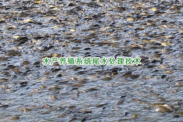 水產(chǎn)養(yǎng)殖系統(tǒng)水處理技術(shù)