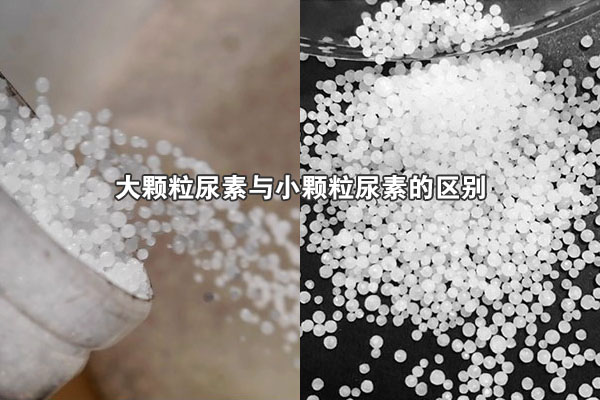 大顆粒尿素與小顆粒尿素的區別