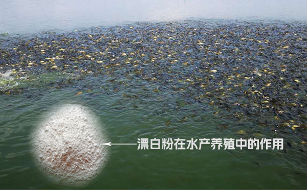 漂白粉在水產養殖中的作用